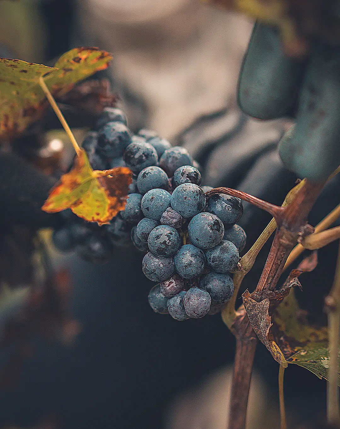 Domaine des trois toits