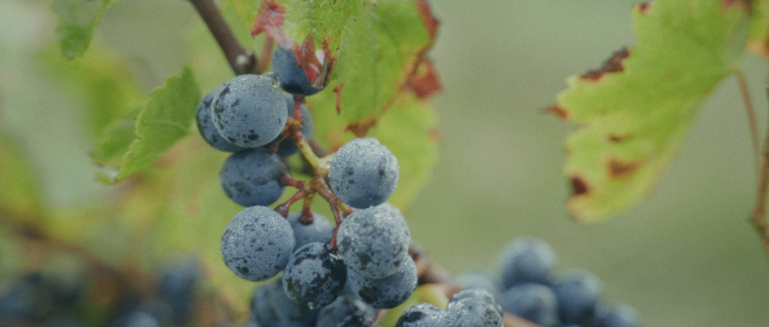 Grappe de raisin mûre avec des gouttelettes de rosée au Domaine des Trois Toits pendant les vendanges