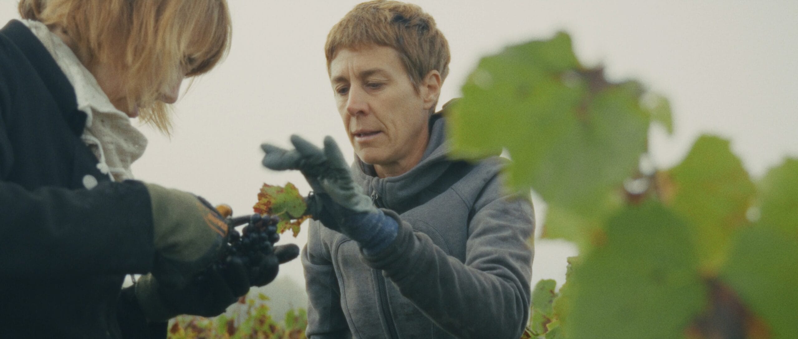 Deux vignerons récoltant des grappes de raisin au Domaine des Trois Toits lors des vendanges pour un court-métrage