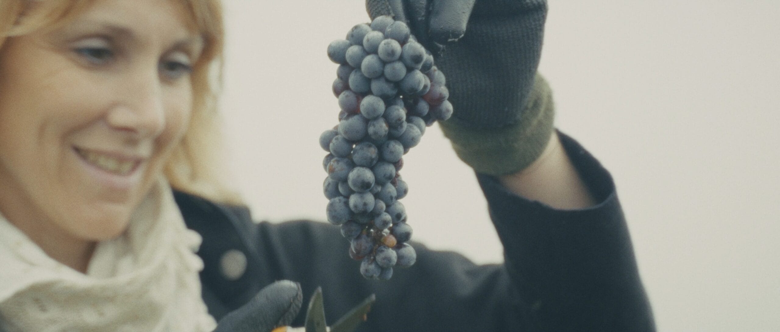 Vigneronne souriante tenant une grappe de raisin fraîchement coupée lors des vendanges au Domaine des Trois Toits