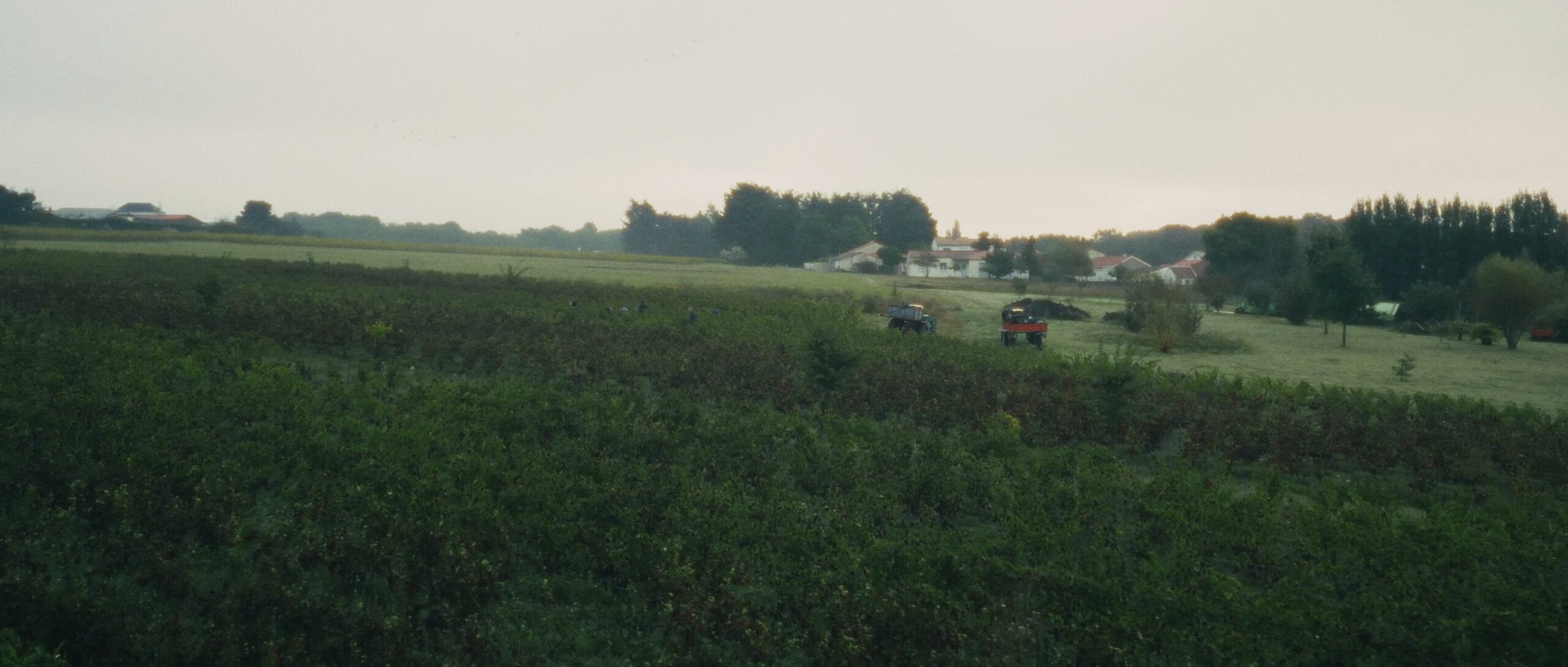 Vue des vignobles au Domaine des Trois Toits avec des tracteurs pendant les vendanges, entouré de verdure et de bâtiments à l'horizon